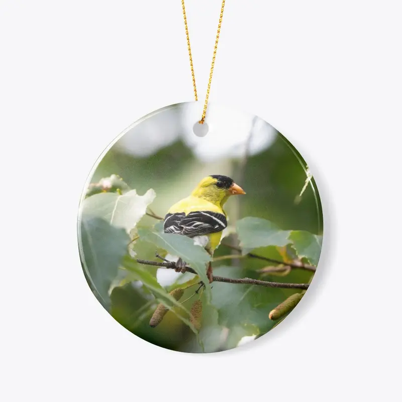 American Goldfinch